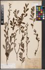 Foto von Salix aurita L.